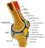 Anatomie: heup,bovenbeen,knie,onderbeen,enkel,voet,acetabulum,collum femoris,trachanter,femur,epicondyl,meniscus,kruisband,cruciate ligament,patella,knieschijf,tibia,fibula,malleolus,talus,calcaneus,tarsus,metatarsus,phalanx,falanx,quadriceps femoris,rectus femoris,sartorius,tensor fasciae latae,tractus iliotibialis,biceps femoris,gastrocnemius,semimembranosus,semitendinosus,soleus,suralis,vena saphena parva,vena saphena magna,sciatic,ischiadicus,peronea